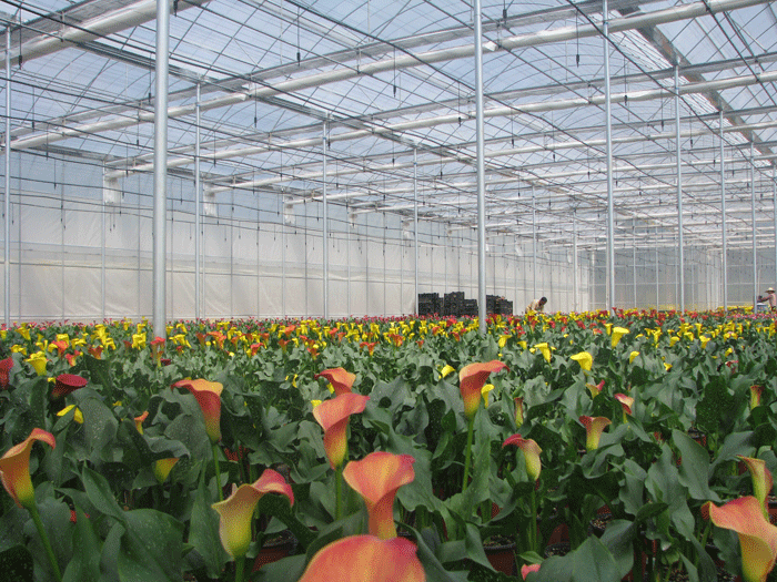 昆明亞歐園藝有限公司--花卉種植基地薄膜溫室及灌溉安裝工程